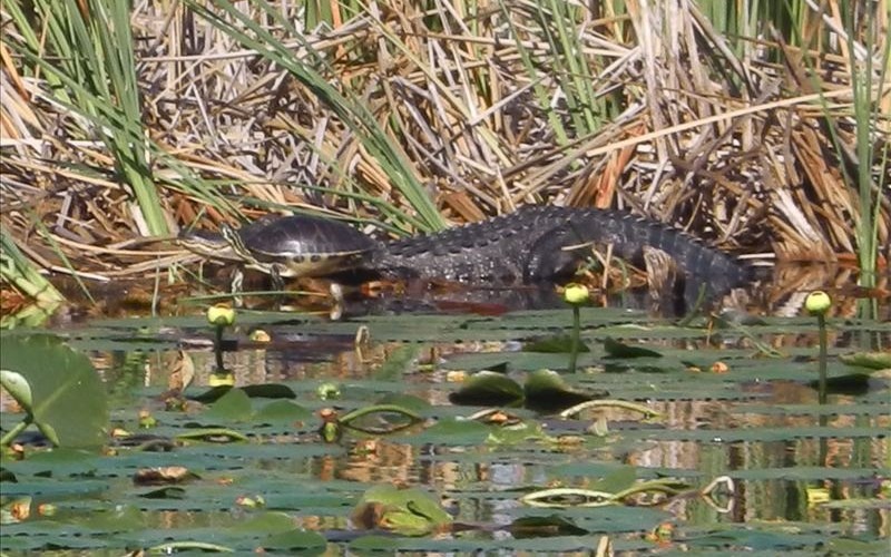 LocalWildlife